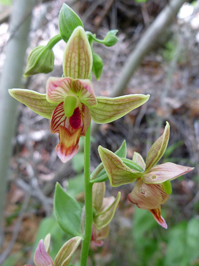 Stream Orchid; Greenish-red flower of epipactis gigantea, in Hellhole Canyon, Anza Borrego Desert State Park, California
