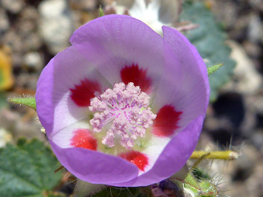 Desert Five-Spot; Pretty flower of eremalche rotundifolia, near Lake Mohave, Lake Mead NRA, Nevada
