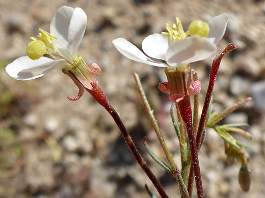 Narrowleaf Suncup; Two white flowers, with recurved sepals; eremothera refracta, Bristol Mountains, Mojave Trails National Monument, California