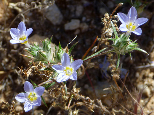 Miniature Woolly Star; Flowers and bracts of eriastrum diffusum, in Ford Canyon, White Tank Mountains, Arizona