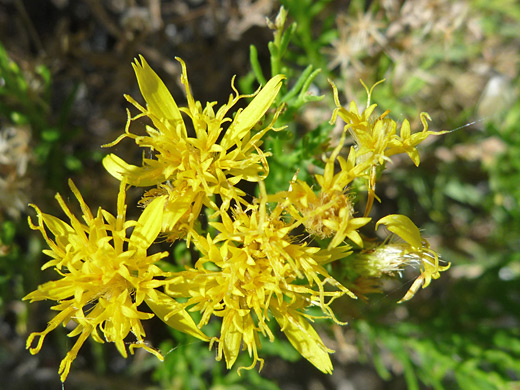 Turpentine Bush; Yellow flowers of ericameria laricifolia, near Badger Springs, Agua Fria National Monument, Arizona