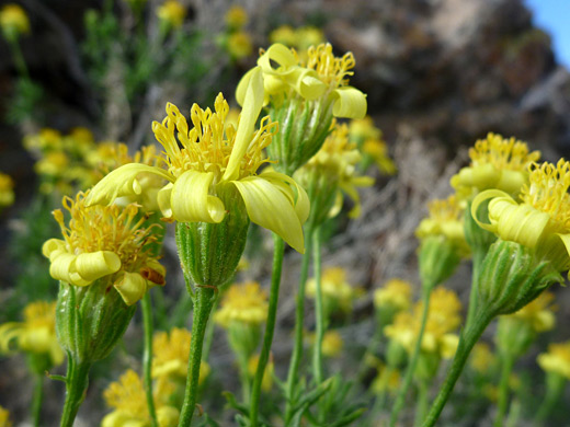 Linear Leaf Golden Bush; Yellow flowerheads - ericameria linearifolia along the Panorama Trail, Joshua Tree National Park, California