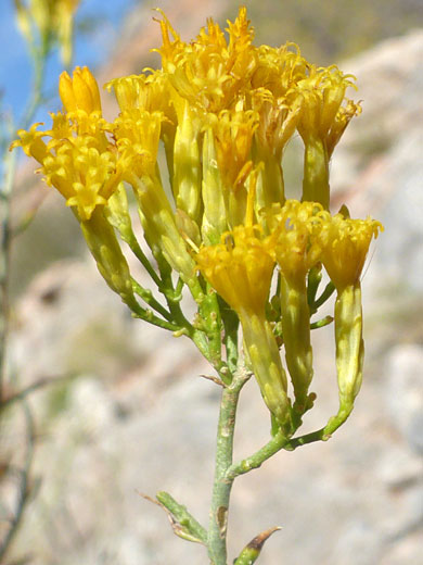 Mojave Rabbitbrush; Ericameria paniculata (Mojave rabbitbrush), Whitney Pocket, Nevada
