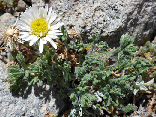 Dwarf Mountain Fleabane; Flowerhead and leaves of erigeron compositus, along the Sepulcher Mountain Trail, Yellowstone National Park, Wyoming