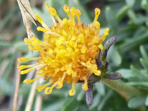 Imperfect Fleabane; Yellow/orange flowerhead of erigeron mancus, Manns Peak Trail, La Sal Mountains, Utah