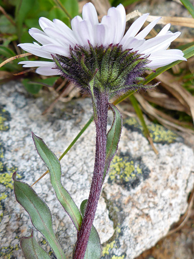 Blackhead Daisy; Erigeron melanocephalus along the Porphyry Basin Trail, San Juan Mountains, Colorado