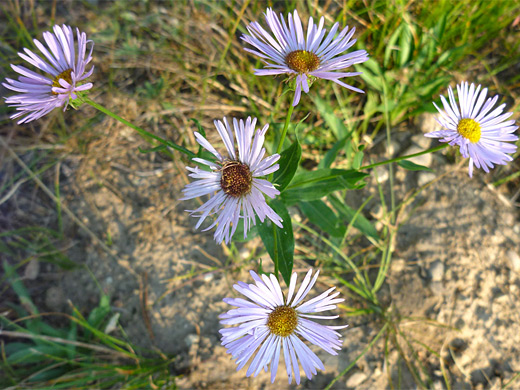 Showy Daisy; Five flowers of the showy daisy (erigeron speciosus), in Grand Teton National Park, Wyoming