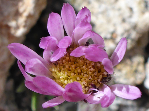 Rambling Fleabane; Pink ray florets of erigeron vagus - along the Porphyry Basin Trail, San Juan Mountains, Colorado