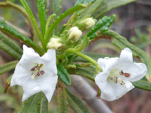 Narrow-Leaved Yerba Santa; Two white flowers of eriodictyon angustifolium in Pine Creek Canyon, Red Rock Canyon National Conservation Area, Nevada