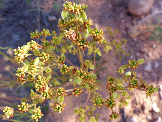 Winged Buckwheat; Eriogonum alatum - North Fork Mule Canyon, Cedar Mesa, Utah