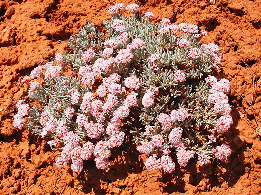 Pretty Buckwheat; Small pink flower clusters of eriogonum bicolor (pretty buckwheat) - Blue John Canyon, Utah