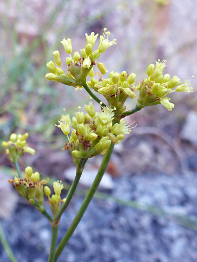 Shortstem Buckwheat; Flower clusters of eriogonum brevicaule var brevicaule - Timpanogos Cave National Monument, Utah