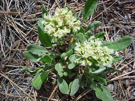 James' Buckwheat; James' buckwheat (eriogonum jamesii) in Bandelier National Monument, New Mexico