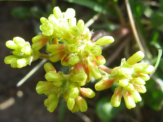 Marumleaf Buckwheat; Eriogonum marifolium, Garfield Peak Trail, Crater Lake National Park, Oregon