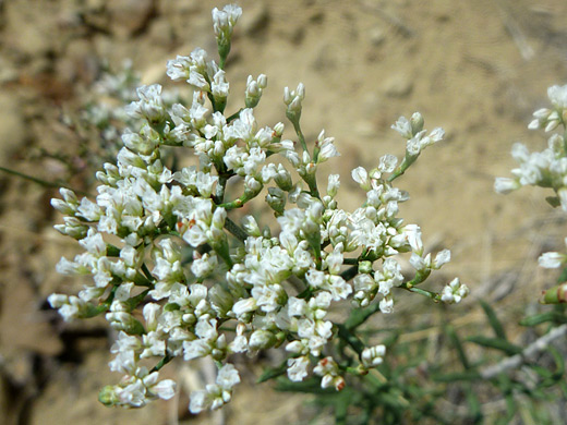 Slender Buckwheat; Cluster of eriogonum microthecum (slender buckwheat) in Chaco Culture NHP, New Mexico