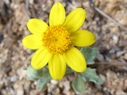 Beautiful Woolly Sunflower; Eight ray florets; yellow flowerhead of eriophyllum ambiguum, Alabama Hills, California