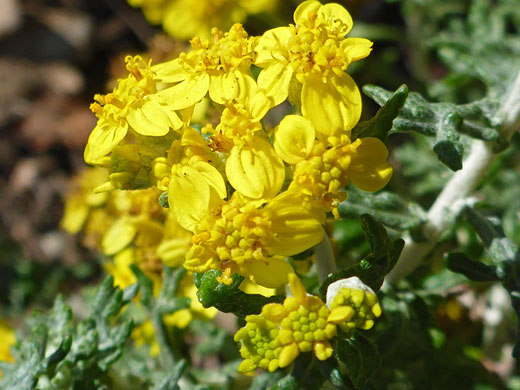 Golden Yarrow; Eriophyllum confertiflorum (golden yarrow), Cabrillo National Monument, California