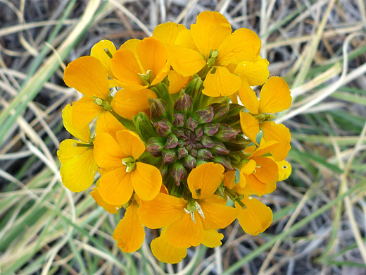 Sanddune Wallflower; Flowers and buds of erysimum capitatum (sanddune wallflower); AB Young Trail, Sedona, Arizona