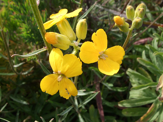 Island Wallflower; Yellow flowers and buds of erysimum insulare (island wallflower) - in Montana de Oro State Park