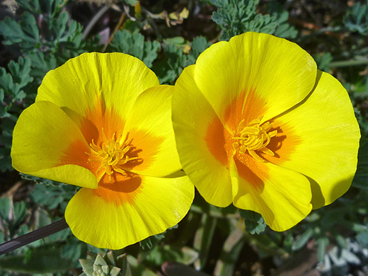 California Poppy; Eschscholzia californica (California poppy), by the coast in Montana de Oro State Park, California