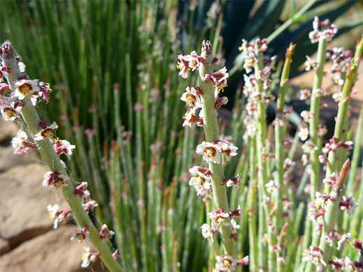 Candelilla; Tiny white and pink flowers of candelilla, at Boyce Thompson Arboretum, Arizona