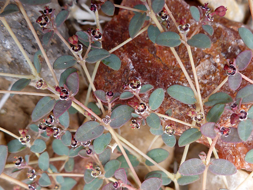 Smallseed Sandmat; Euphorbia polycarpa, Pinto Peak, Joshua Tree National Park, California