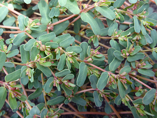 Thyme-Leaf Sandmat; Flowers and leaves of euphorbia serpyllifolia - Wetherill Mesa, Mesa Verde National Park, Colorado