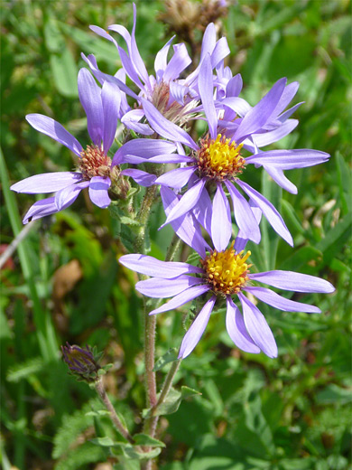 Thick Stemmed Aster; Purple petals of the thick stemmed aster (eurybia integrifolia), Yellowstone National Park