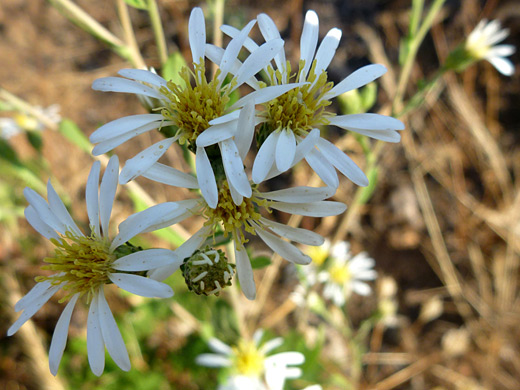 Roughleaf Aster; Eurybia radulina, Stanislaus National Forest, California