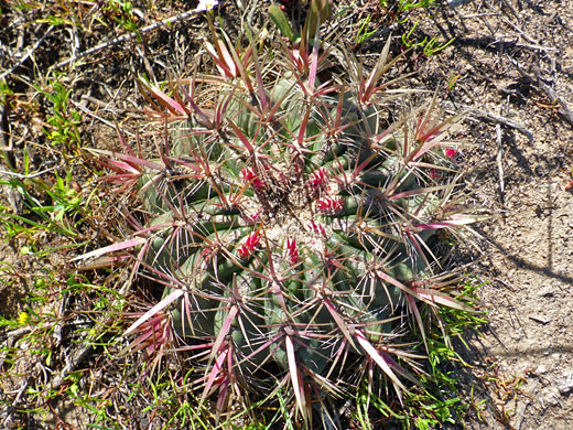 San Diego barrel cactus, ferocactus viridescens