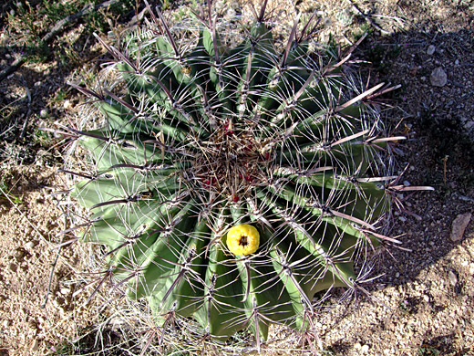 Ferocactus wislizeni, Arizona barrel cactus