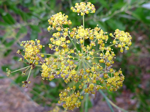 Sweet Fennel; Foeniculum vulgare in Grizzly Creek Redwoods State Park, California