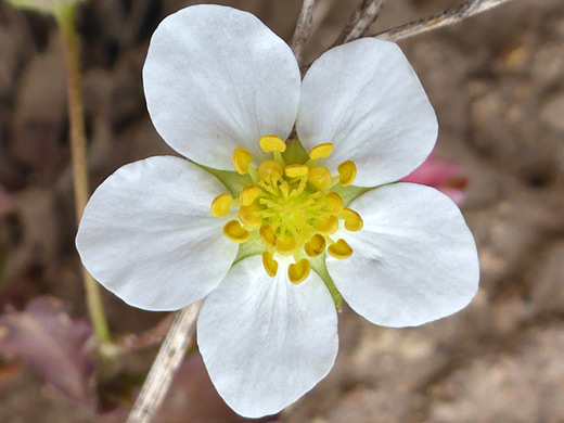 Virginia Strawberry; Rounded white petals above green sepals - fragaria virginiana, Porphyry Basin Trail, San Juan Mountains, Colorado