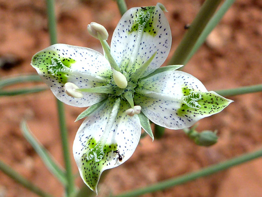 Desert Elkweed; Greenish-white flowerhead of frasera albomarginata, along the Casner Canyon Trail, Sedona, Arizona