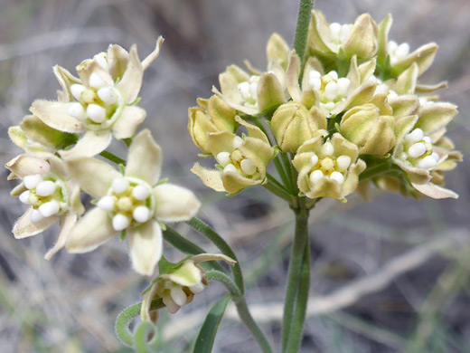 Hairy Milkweed; Two flower clusters; funastrum hirtellum, Pinto Peak, Joshua Tree National Park, California