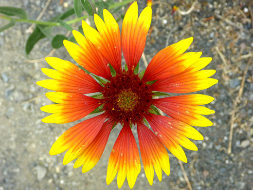 Common Blanketflower; Red and yellow petals - the pretty flower of gaillardia aristata (common blanketflower) Niagara Springs, Idaho