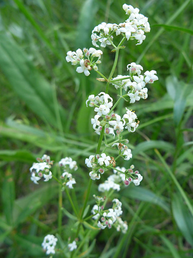Northern Bedstraw; Galium boreale along the Raccoon Trail in Golden Gate Canyon State Park, Colorado