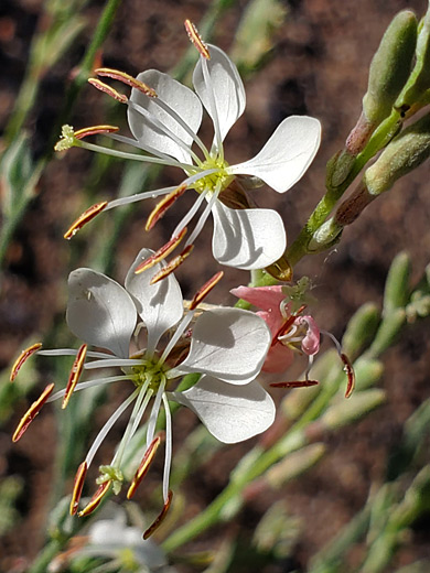 Scarlet Beeblossom; Gaura coccinea, Rio Grande, Bernalillo, New Mexico