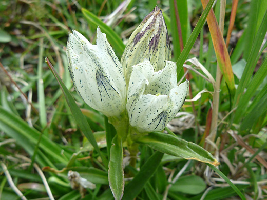 Whitish Gentian; Three white flowers with purple tints; whitish gentian (gentiana algida) along the Sneffels Highline Trail in the San Juan Mountains, Colorado