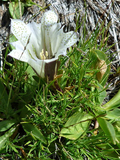 Alpine Gentian; Gentiana newberryi var tiogana along the Ten Lakes Trail, Yosemite National Park, California