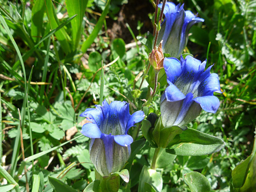 Parry's Mountain Gentian; Parry's mountain gentian, along the Sneffels Highline Trail in the San Juan Mountains, Colorado