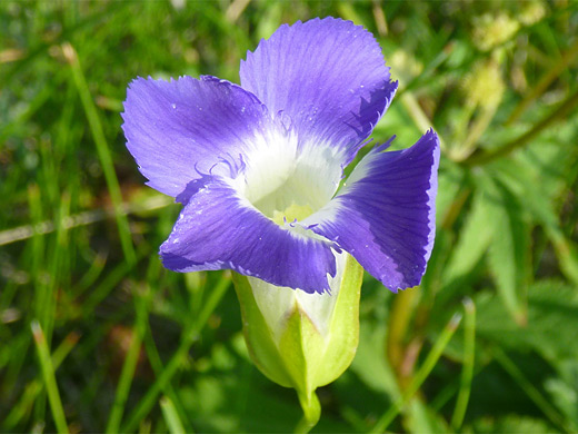 Rocky Mountain Fringed Gentian; The delicate fringed petals of gentianopsis thermalis, Yellowstone National Park