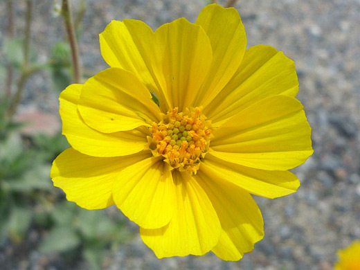 Desert Sunflower; Overlapping petals - geraea canescens (desert sunflower), along the road to Hole-in-the-Wall, Death Valley