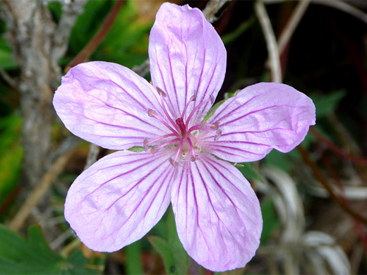 Sticky Purple Geranium; Pale pink flower - geranium viscosissimum (sticky purple geranium), Uinta Mountains