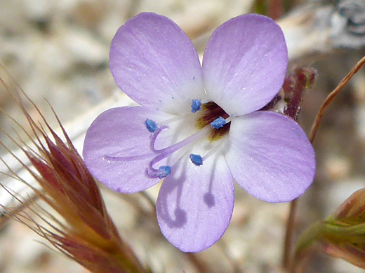 Western Gilia; Five ovate, pink and white petals; gilia aliquanta, Hagen Canyon, Red Rock Canyon State Park, California