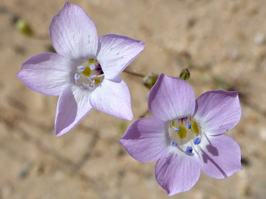 Showy Gilia; Two pale pink flowers; gilia cana, Kelso Dunes Trail, Mojave National Preserve, California