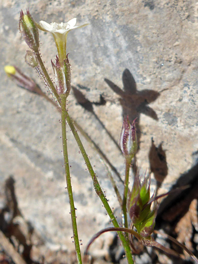 Eyed Gilia; Glandular stems and calyces; gilia ophthalmoides, Waterfall Canyon, Red Rock Canyon NCA, Nevada