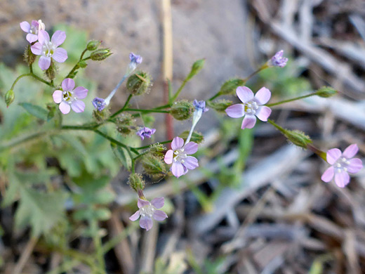 Rock Gilia; Pale pink flowers with green calyces; gilia scopulorum, Titus Canyon, Death Valley National Park, California