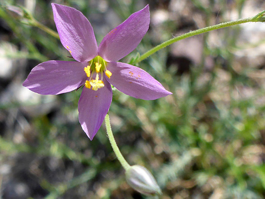 Stewart's Gily-Flower; Five-petaled flower of gilia stewartii, Upper Burro Mesa Pouroff Trail, Big Bend National Park, Texas