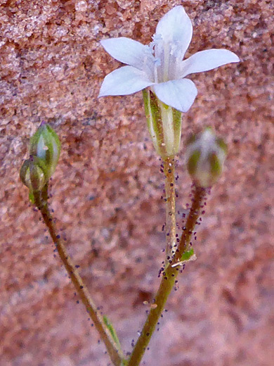 Transmontane Gily Flower; Glandular pedicels and non-glandular calyces; gilia transmontana, Gunlock State Park, Utah